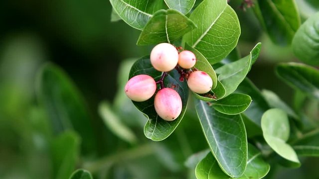 Karonda or Carunda Fruits on tree
