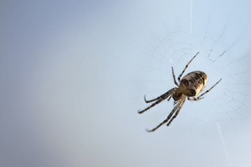 small spider (Metellina segmentata) in the net against a blue gray background