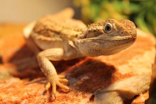 Zwergbartagame kriecht &copy;MOODYARTS