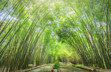 Path to bamboo forest idyllic beauty in the countryside