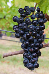 Grappolo d'uva nel chianti