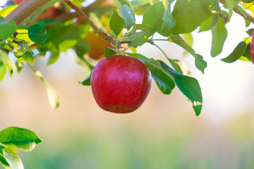 Honey Crisp Apples red and ripe in the orchard.