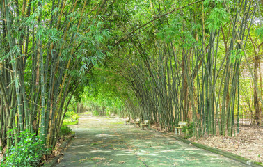 High bamboo both side bend to cover along dirt road create idyllic beauty in countryside