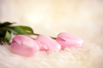 Obraz na płótnie Canvas Bouquet of tender pink tulips on the skin