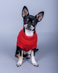 Dog on background. taken in a studio.