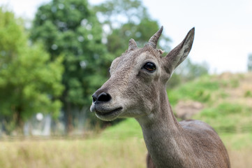 The head of a young gazelle close-up