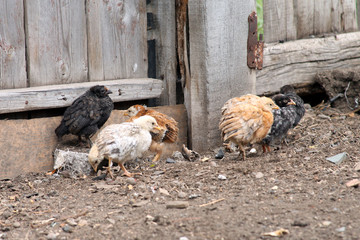 Little chicks of different types of walk in the farm yard.