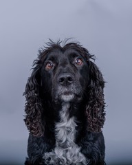 Dog on background. taken in a studio.