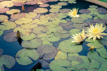 Vintage beautiful waterlily or lotus flower