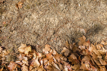 background with autumn colorful leaves