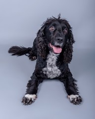 Dog on background. taken in a studio.