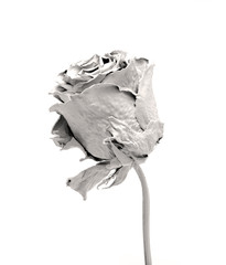 White Rose depicted on a white background