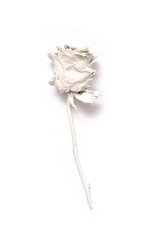 White Rose depicted on a white background