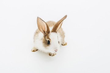 Little rabbit on white
