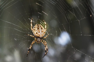 Spider on the web