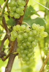 The branch of grapes growing in the garden.