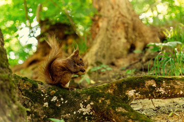 Squirrel on the tree in the park
