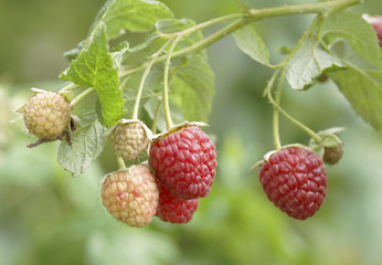 Raspberry on a bush in the garden.