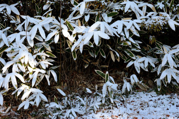 冬景色　笹の葉と雪

