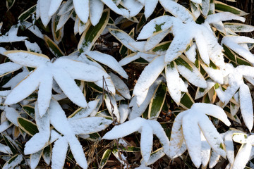 冬景色　笹の葉と雪

