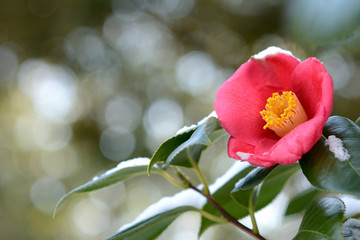 椿の花と雪
