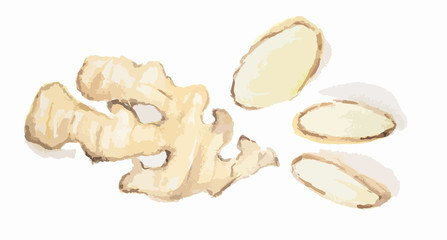Watercolor isolated ginger. Spicy and pungent seasoning. Organic herbal vitamin. Ingredient for spicy food and beverage.