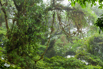 Misty rainforest in Monteverde cloud forest reserve - 120472239