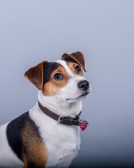 Dog on background. taken in a studio.