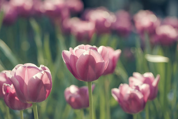 pink tulip flowers closeup