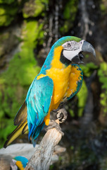 colorful macaw is bellow out (Ara ararauna)