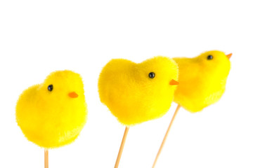 Easter yellow chick, isolated on white background, shallow depth