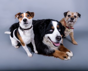Dog on background. taken in a studio.