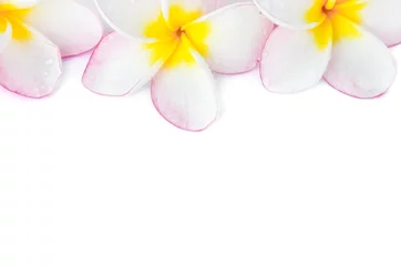 Crédence de cuisine en verre imprimé Frangipanier Closeup Plumeria pink and white color on white background