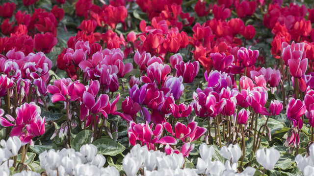 Cyclamen In The Garden