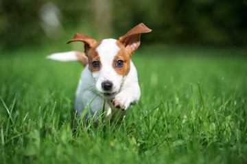 adorable jack russell terrier puppy running outdoors - obrazy, fototapety, plakaty
