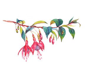 Obraz na płótnie Canvas Hand-drawn watercolor floral illustration of the colorful vibrant pink fuchsia branch. Tropical exotic flowers blossom isolated on the white background. Isolated drawing