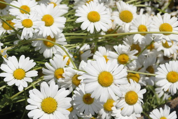 Obraz premium white daisies