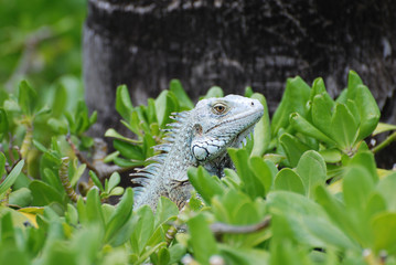 Light Green Iguana on Top of a Bush
