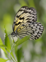 Fototapeta na wymiar Macro of paper kite, rice paper, or large tree nymph butterfly (Idea leuconoe) view profile on leaf 