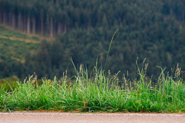 Grass on the edge of road
