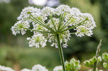 Fototapeta premium Cow parsley
