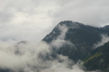 Forest on the mountains covered by clouds