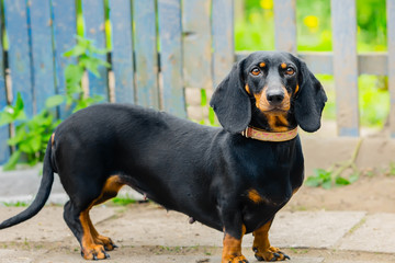Black Dachshund. An adult dog. age 2 years