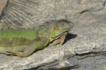 Iguana Warming in the Sunshine