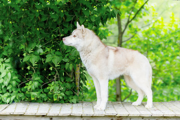 Husky gray. The adult dog stands on a wooden platform. age 2 yea - Powered by Adobe