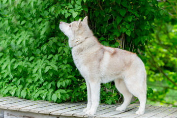 Husky gray. An adult male stands on a wooden platform. age 2 yea - Powered by Adobe