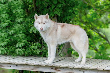 Wolf grey color. An adult male stands on a wooden platform. age - Powered by Adobe