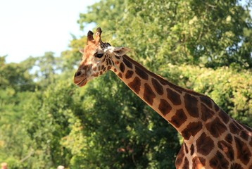Giraffe