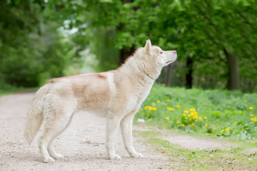 Wolf grey color. Adult male. The view from the side