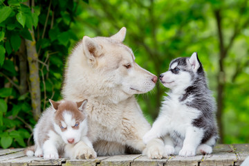 Husky gray. Adult male with two young puppies. Great smelling li